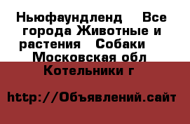 Ньюфаундленд  - Все города Животные и растения » Собаки   . Московская обл.,Котельники г.